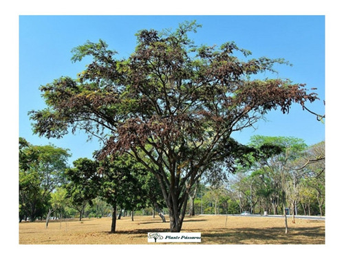 Imagem 2 de 6 de 50 Sementes Jacarandá Preto Da Bahia (dalbergia Nigra)