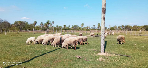 Imagen 1 de 12 de Campo Ganadero 944 Hectareas Manuel Belgrano Formosa