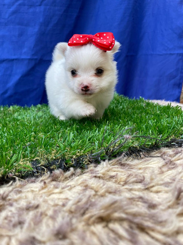 Cachorra Pomeranian Blanca Med,bog,cali Animal Pets Colombia