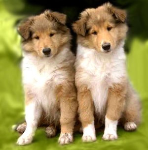 Collie Lindos Filhotes