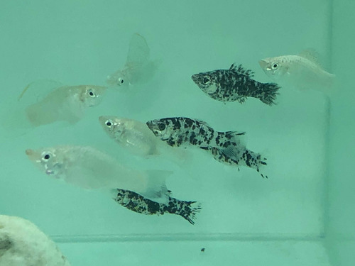 Pez Molly Blanco Y Dalamatian