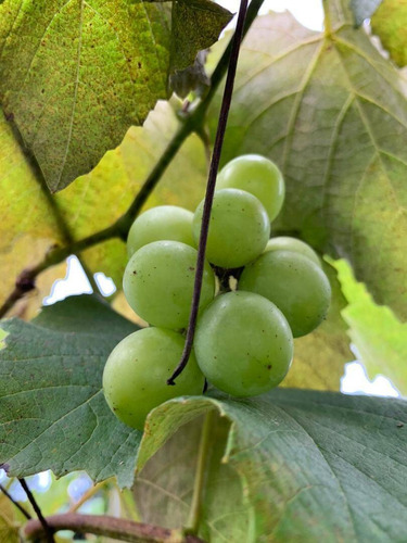 Imagen 12 de 21 de Se Vende Finca En Montalban , Aguirre