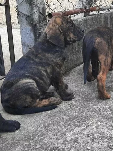 Filhote De Fila Brasileiro 5 Meses Cachorros Raca