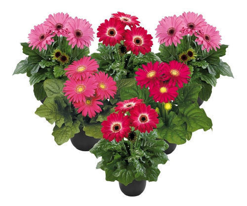 10 Semillas De Gerbera Holandesa Mix Colores