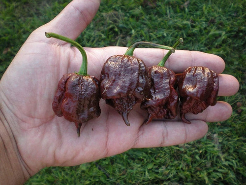 150 Semillas De Carolina Reaper (chocolate)