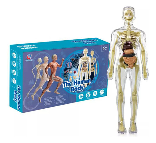 Modelo De Anatomía De Órganos Humanos | Esqueleto | Educació