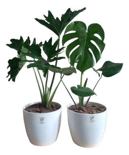 Philodendron Misionero + Monstera Costilla De Adán En Maceta