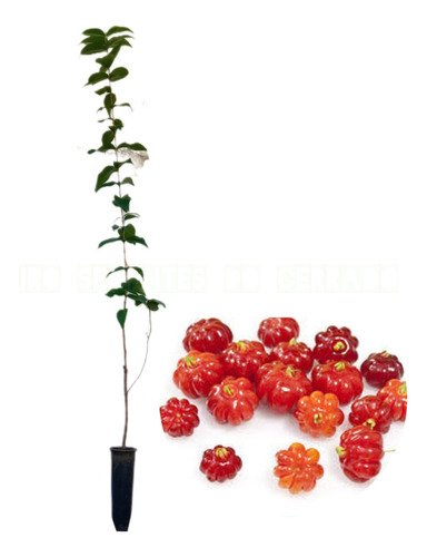 Pitanga ( Eugenia Uniflora ) - 2 Mudas