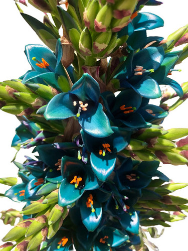 Sementes De Puya Alpestris´puya Azul - Bromélia - Flor