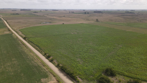 Campo En Venta De 150 Ha Agrícola Ganadero En Florida (ref: Atm-7901)