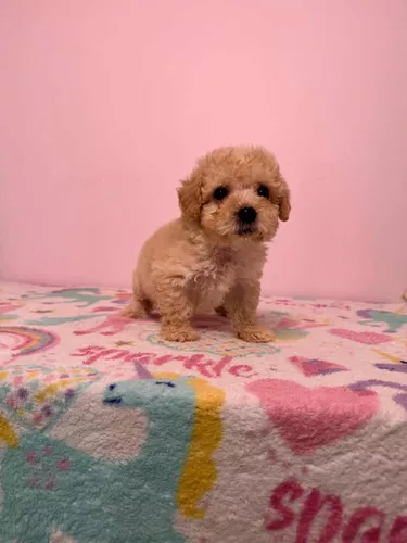 French Poodle Mercadolibre Co Cr