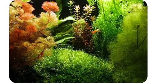 Cabomba Furcata, Planta Natural Para Acuario.