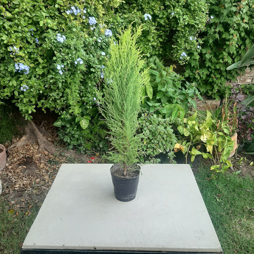 Imagen 2 de 3 de Pino De Jardin Cipres De Monterrey
