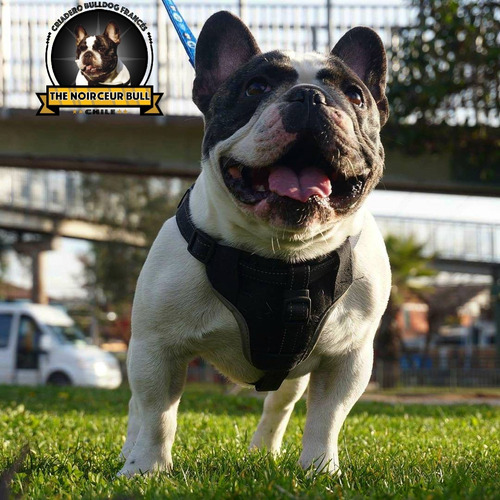 Espectacular Macho Bulldog Frances Servicio Stud