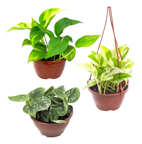 Kit Jiboia Branca + Verde + Prateada C13 Planta Natural