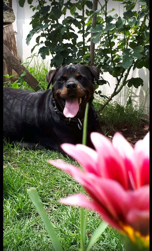 Rottweiler Cachorros Puros Excelentes