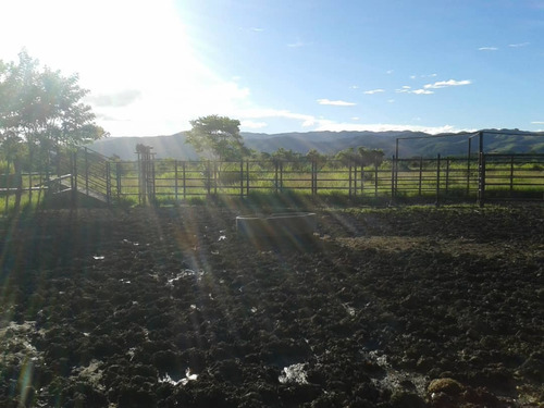 Imagen 4 de 5 de En Venta Finca Salon Via Bejuma/ En Buenas Manos
