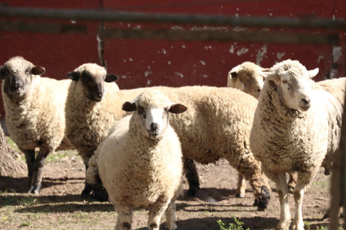 Imagen 10 de 25 de Venta Campo 83,3 Hectareas Agrícolas En Lima