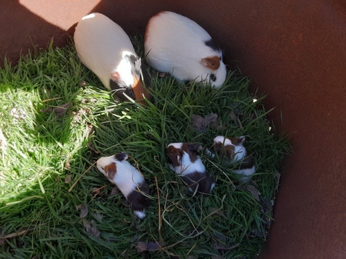 Imagen 5 de 5 de Mascotas Cuines