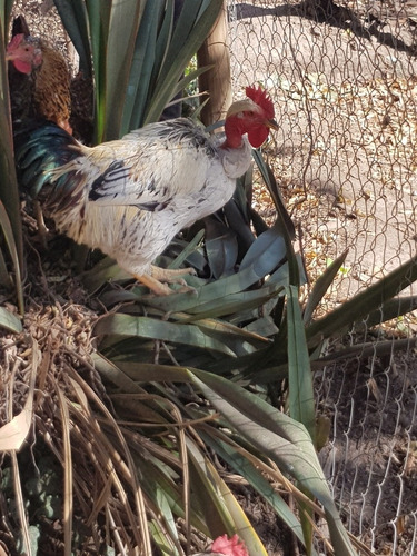 Pollos Y Gallos, Collonco, Cogote Pelado, Trintre, Etc...