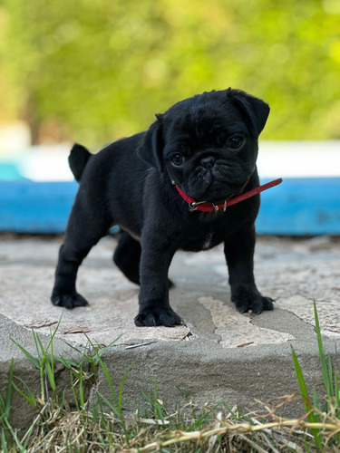 Pug Carlinos Los Más Lindos! Pedigrí Vacunados Macho  