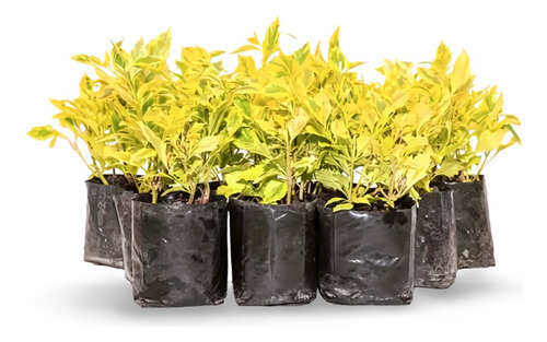 Planta Duranta Repens Cuidados