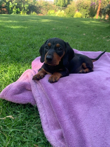 Salchichas Teckels Dachshund Mini