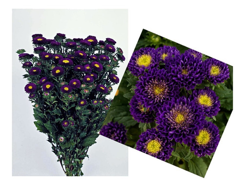 100 Semillas Aster Blue Matsumoto Morado - Amarillo Jardín 