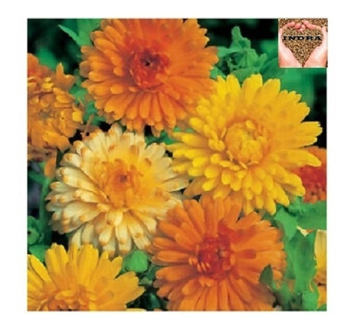 Calendula Doble Coronet Variada Enana ( 70 Semillas )