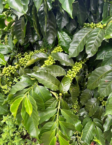 Terreno En Venta, Col. Chijilte, Teopisca, Chiapas