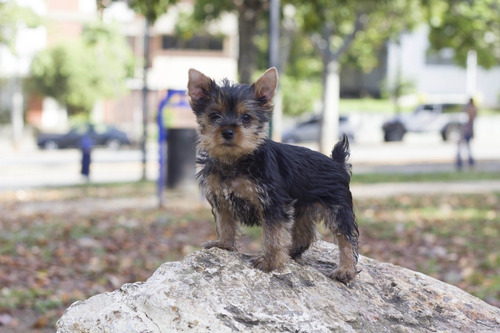 Imagen 1 de 5 de Yorkshire Terrier Miniatura Hembra