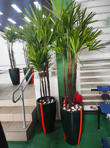 Planta Natural Palmeira Ráfia Com Vaso Decorativo