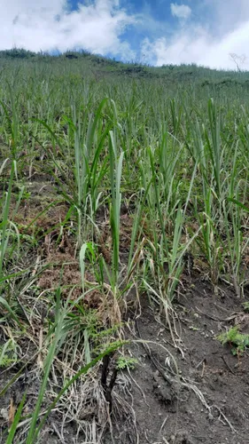Vendo Finca Con Cultivo De Caña