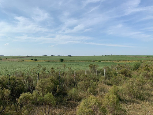 Campo Agrícola Ganadero En Paysandú Ref. 7106