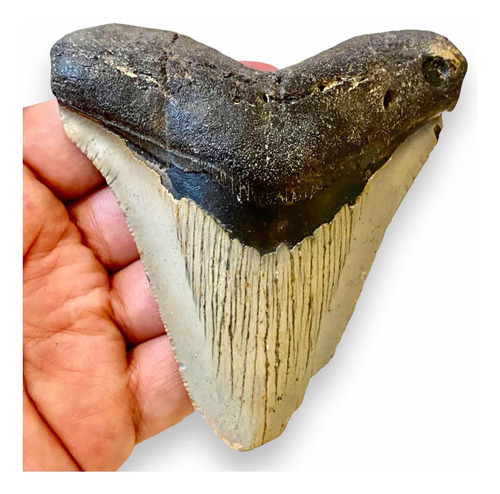 Wow Autentico Fósil Diente De Megalodon 10.4 Cms