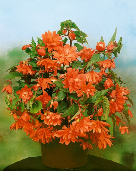 Bulbos De Begonia Pendula Colgante 6 Colores Imp Holanda