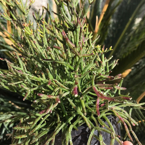 Cacto Macarrão Rhipsalis Pote 11 Adaptado Ao Sol Exterior