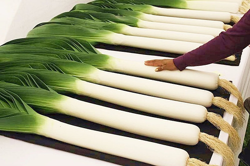 Semente De Hortaliça De Hortaliças Agriculture_seeds De Unidade De 1 X 1 De 1g