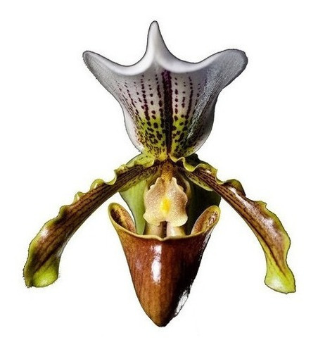Orquídea Sapatinho Paphiopedilum Insigne Planta Adulta | Parcelamento sem  juros