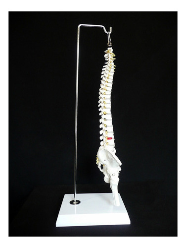 .. 50cm Modelo Esquelético De Médula Espinal De Cuerpo