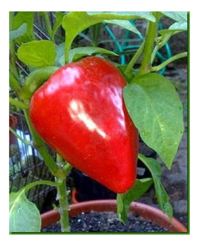Pimiento Rojo Dulce *pimenton* Semillas