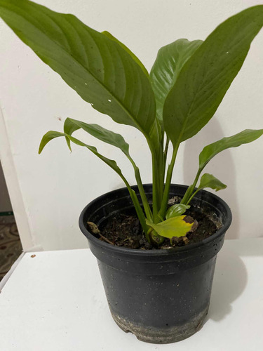 Imagen 2 de 6 de Lirio De La Paz O Cuna De Moisés Planta