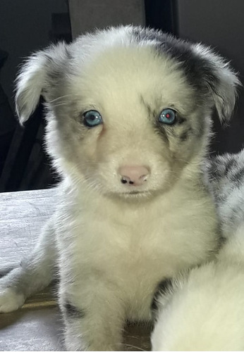 Border Collie Varios Colores. Entrega Sin Cargo.. 