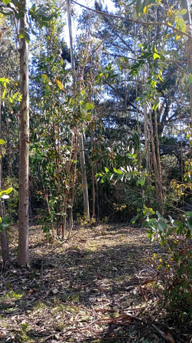 Terreno / Los Alamos, Región Del Biobío