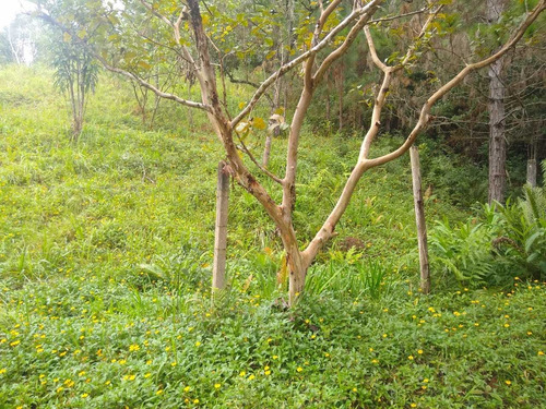 Imagem 6 de 14 de Chacrinha Moleza 3.000metros Com Casa