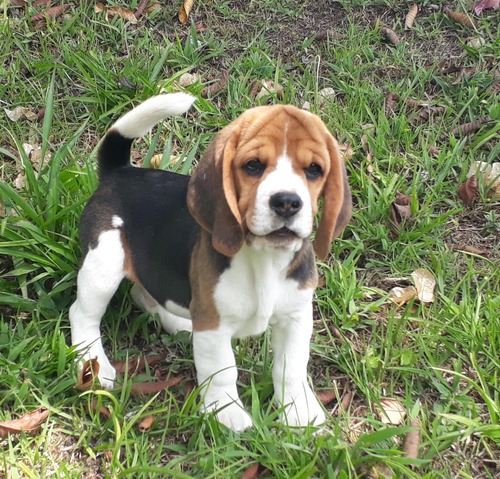 Cachorros Beagle Linea De Registro En Venta Perros Mascotas