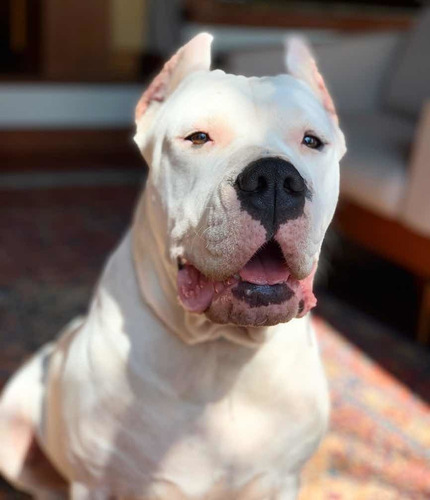 Pré Venda Filhote De Dogo Argentino Com Pedigree