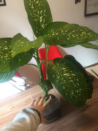 Imagen 4 de 4 de Plantas De Interior Diffenbachia (parecida Al Palo De Agua)
