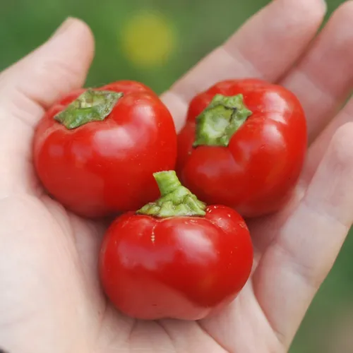 Semillas Peperoncino Tondo Calabrese! Ají Picante Italiano