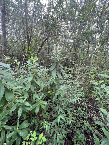 Vendo Terreno Plano Espíritu Santo, Colinda Con Río Cod. Vte764